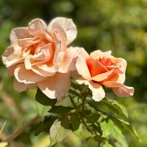 Meet your Posher, Napaphone